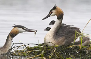 Great Crested Grebe (Podiceps cristatus) feeding chicks Great Crested Grebe (Podiceps cristatus) feeding chicks