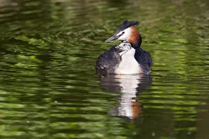 Great Crested Grebe -Podiceps cristatus- with chick in plumage, North Hesse, Hesse Great Crested Grebe -Podiceps cristatus- with chick in plumage, North Hesse, Hesse
