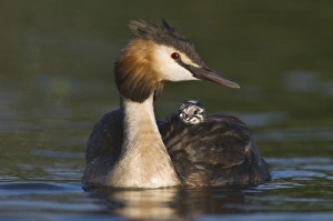 Great Crested Grebe (Podiceps cristatus) with chick on back Great Crested Grebe (Podiceps cristatus) with chick on back