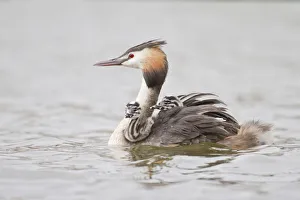 Great Crested Grebe -Podiceps cristatus- with two chicks in plumage, North Hesse, Hesse Great Crested Grebe -Podiceps cristatus- with two chicks in plumage, North Hesse, Hesse