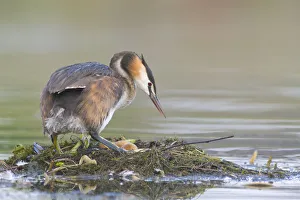Great Crested Grebe (Podiceps cristatus) on nest Great Crested Grebe (Podiceps cristatus) on nest