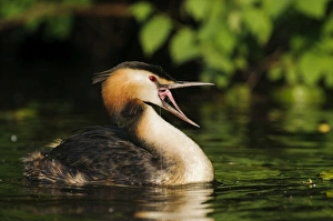 Great Crested Grebe -Podiceps cristatus- with open beak on the Alster, Hamburg, Germany Great Crested Grebe -Podiceps cristatus- with open beak on the Alster, Hamburg, Germany