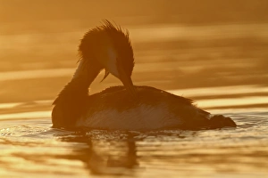 Great Crested Grebe -Podiceps cristatus- preening against the light, Raetzsee lake Great Crested Grebe -Podiceps cristatus- preening against the light, Raetzsee lake