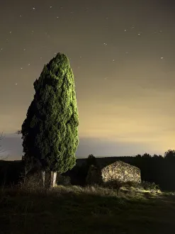 Great cypress of more than hundred years close to a farmhouse in ruins in the field Great cypress of more than hundred years close to a farmhouse in ruins in the field