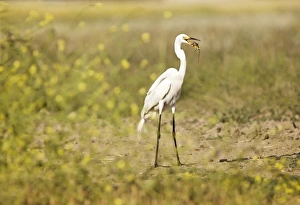 <b class=qtipBold><figcaption>Great day to be an egret</figcaption></b><br>Not such a great day for the lizard though....captured this Great Egret at Bolsa Chica Ecological Reserve's bean field area in Huntington Beach, California<br><em>© @ 2013 Susan Gary</em> Great day to be an egret