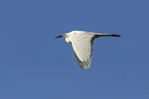 Great Egret -Ardea alba-, in flight against a blue sky, North Hesse, Hesse, Germany Great Egret -Ardea alba-, in flight against a blue sky, North Hesse, Hesse, Germany