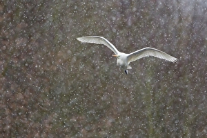 Great Egret -Ardea alba-, in flight during snowfall, North Hesse, Hesse, Germany Great Egret -Ardea alba-, in flight during snowfall, North Hesse, Hesse, Germany