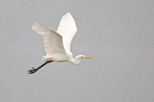 Great Egret -Ardea alba- flying through falling snow, North Hesse, Hesse, Germany Great Egret -Ardea alba- flying through falling snow, North Hesse, Hesse, Germany