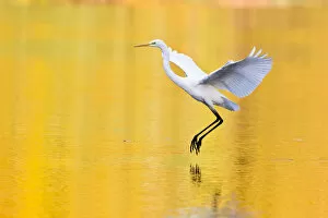 Images Dated 28th October 2012: Great Egret -Ardea alba-, Hesse, Germany