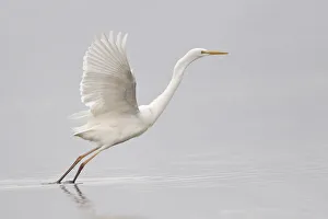 Great Egret -Ardea alba- starting to fly, North Hesse, Hesse, Germany Great Egret -Ardea alba- starting to fly, North Hesse, Hesse, Germany