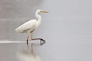 Great Egret -Ardea alba- wading through water during snowfall, North Hesse, Hesse, Germany Great Egret -Ardea alba- wading through water during snowfall, North Hesse, Hesse, Germany