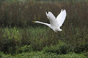 Great Egret -Casmerodius albus- in flight, Rottenschwil, Switzerland, Europe Great Egret -Casmerodius albus- in flight, Rottenschwil, Switzerland, Europe