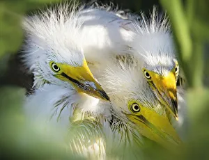 Three Great Egret Chicks Pose for the Camera Three Great Egret Chicks Pose for the Camera