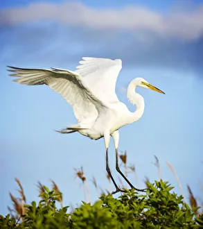 Great Egret Comes in for Landing on Tree Against Blue Sky Great Egret Comes in for Landing on Tree Against Blue Sky