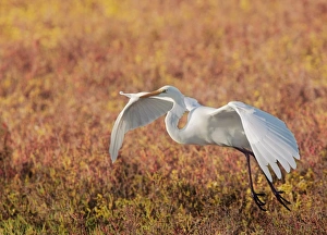 <b class=qtipBold><figcaption>Great Egret In Flight</figcaption></b><br>A Great Egret coming in for a landing on the pickleweed. which creates a colorful Autumn bokeh background for this image. Taken at Bolsa Chica Wetlands.<br><em>© 2009 Susan Gary</em> Great Egret In Flight