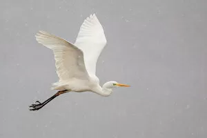 Ciconiiformes Gallery: Great Egret or Great White Heron -Ardea alba- in flight, North Hesse, Hesse, Germany