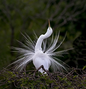 <b class=qtipBold><figcaption>Great Egret Mating Display Florida</figcaption></b><br>The pristinely white Great Egret is a dazzling sight in many a North American wetland. It gets even more dressed up for the breeding season. A patch of skin on its face turns neon green, and long plumes grow from its back. Called aigrettes, those plumes were the bane of egrets in the late nineteenth century, when such adornments were prized for ladies' hats.<br><em>© RussellBurden</em> Great Egret Mating Display Florida