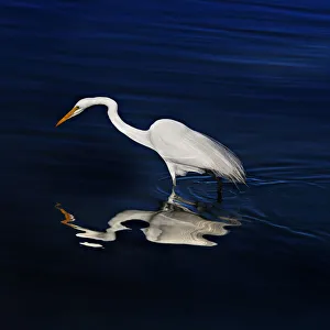 <b class=qtipBold><figcaption>Great Egret Self Reflections</figcaption></b><br>This Great Egret appears to be having a moment of self reflection..but he is really studying the blue waters at the wetland for his next meal.<br><em>© 2009-2010 Susan Gary</em> Great Egret Self Reflections