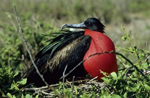 Great Frigatebird (Fregata minor), Galapagos Great Frigatebird (Fregata minor), Galapagos