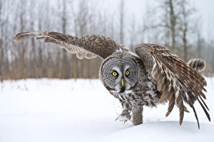 <b class=qtipBold><figcaption>Great Gray Owl</figcaption></b><br>Michael Cummings, 463914337<br><em>© Copyright 2013 Michael Cummings</em> Great Gray Owl