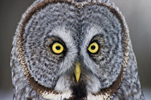 <b class=qtipBold><figcaption>Great Gray Owl</figcaption></b><br>Michael Cummings, 463914659<br><em>© Copyright 2013 Michael Cummings</em> Great Gray Owl
