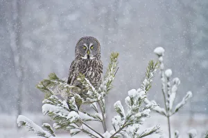 <b class=qtipBold><figcaption>Great Gray Owl</figcaption></b><br>This is a photograph of a Great Gray Owl perched in a snow covered Pine Tree against a gray background. Snow is falling.<br><em>© copyright 2013 Michael Cummings</em> Great Gray Owl