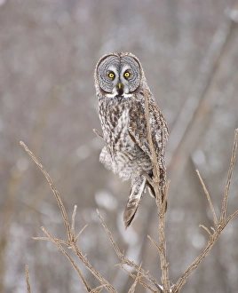 <b class=qtipBold><figcaption>Great Gray Owl</figcaption></b><br>This is a photograph of a Great Gray Owl perched on a leafless shrub with a gray/brown out of focus background.<br><em>© Copyright 2013 Michael Cummings</em> Great Gray Owl