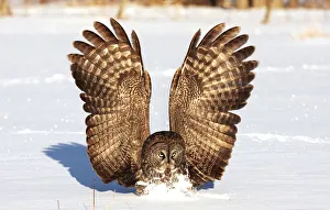<b class=qtipBold><figcaption>Great gray owl catches mouse</figcaption></b><br><em>© Jim Cumming</em> Great gray owl catches mouse