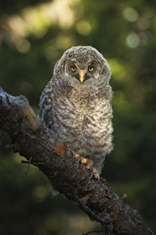 <b class=qtipBold><figcaption>Great Gray Owl Chick</figcaption></b><br>A great gray owl chick sits on a branch in Grand Teton National Park, Wyoming.<br><em>© 2015 Chase Dekker Wild-Life Images</em> Great Gray Owl Chick