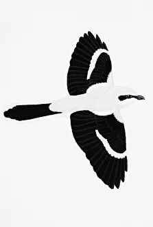 Great Gray Shrike (Lanius excubitor), adult