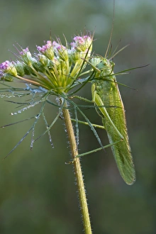 Great Green Bush-Cricket -Tettigonia viridissima-, Burgenland, Austria Great Green Bush-Cricket -Tettigonia viridissima-, Burgenland, Austria