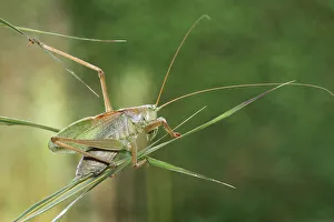 Great Green Bush-Cricket -Tettigonia viridissima-, Hungary, Europe Great Green Bush-Cricket -Tettigonia viridissima-, Hungary, Europe
