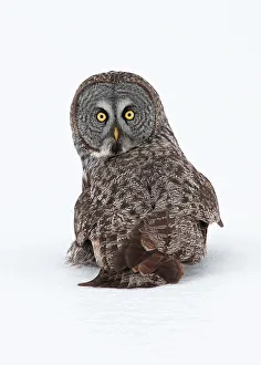 <b class=qtipBold><figcaption>Great Grey</figcaption></b><br>Me and some friends set out to find a Great Grey Owl and spent several hours looking for one. We were nicely rewarded.<br><em>© Jim Cumming</em> Great Grey