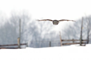 <b class=qtipBold><figcaption>Great grey over a farm</figcaption></b><br><em>© JIm Cumming</em> Great grey over a farm