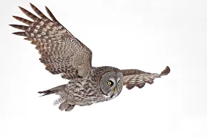 <b class=qtipBold><figcaption>Great Grey Flyby</figcaption></b><br>Me and some friends set out to find a Great Grey Owl and spent several hours looking for one. We were nicely rewarded.<br><em>© Jim Cumming</em> Great Grey Flyby