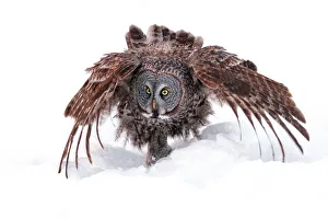 <b class=qtipBold><figcaption>Great Grey Owl</figcaption></b><br>great grey owl, winter, feathers<br><em>© JIm Cumming</em> Great Grey Owl