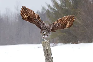 <b class=qtipBold><figcaption>Great Grey Owl Attacks</figcaption></b><br><em>© JIm Cumming</em> Great Grey Owl Attacks