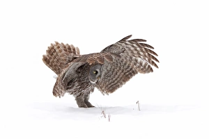<b class=qtipBold><figcaption>Great grey owl casts a shadow</figcaption></b><br><em>© Jim Cumming</em> Great grey owl casts a shadow