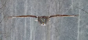 Images Dated 28th January 2013: Great Grey Owl flight