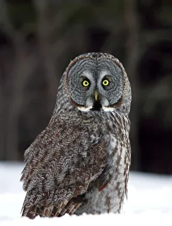 <b class=qtipBold><figcaption>Great Grey Owl Grounded</figcaption></b><br><em>© JIm Cumming</em> Great Grey Owl Grounded