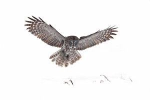 <b class=qtipBold><figcaption>Great Grey owl landing</figcaption></b><br><em>© Jim Cumming</em> Great Grey owl landing