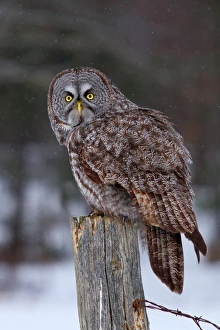 <b class=qtipBold><figcaption>Great grey owl loop back</figcaption></b><br><em>© Jim Cumming</em> Great grey owl loop back