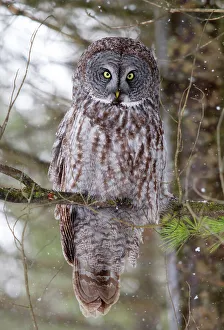 <b class=qtipBold><figcaption>Great Grey Owl Pine Tree Perch</figcaption></b><br><em>© JIm Cumming</em> Great Grey Owl Pine Tree Perch