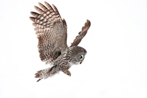 <b class=qtipBold><figcaption>Great Grey Owl Plunge</figcaption></b><br>great grey owl, winter<br><em>© JIm Cumming</em> Great Grey Owl Plunge