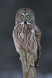 <b class=qtipBold><figcaption>Great Grey Owl on post</figcaption></b><br><em>© JIm Cumming</em> Great Grey Owl on post
