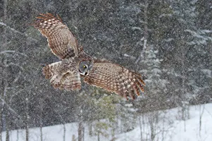 <b class=qtipBold><figcaption>Great Grey owl in snowfall</figcaption></b><br><em>© Jim Cumming</em> Great Grey owl in snowfall
