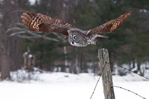 <b class=qtipBold><figcaption>Great grey owl takes flight</figcaption></b><br><em>© JIm Cumming</em> Great grey owl takes flight