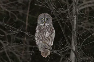 <b class=qtipBold><figcaption>Great Grey owl in tree</figcaption></b><br><em>© Jim Cumming</em> Great Grey owl in tree