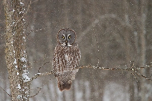 <b class=qtipBold><figcaption>Great Grey Owl Waits</figcaption></b><br><em>© JIm Cumming</em> Great Grey Owl Waits