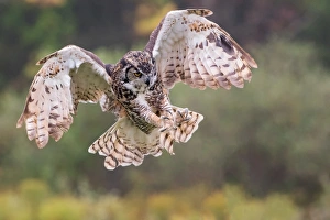 <b class=qtipBold><figcaption>Great-horned Owl</figcaption></b><br>A Great-horned Owl in flight pose<br><em>© 2013 Phoo Chan</em> Great-horned Owl